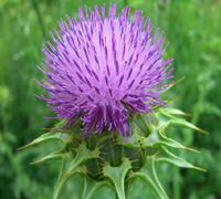 Milk Thistle Extract