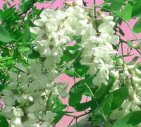 Sophora japonica extract