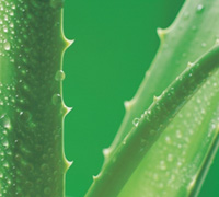 Aloe Vera Extract