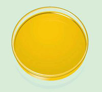 Gardenia Yellow Paste