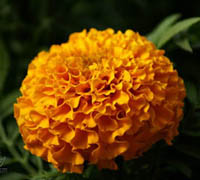 Lutein/Marigold Oleoresin