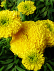 Marigold Extract